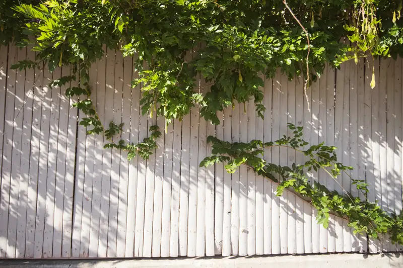 A white picket fence with climbing vines
