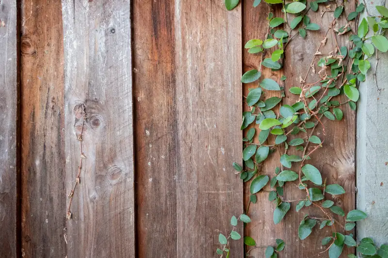 A weathered cedar fence with ivy