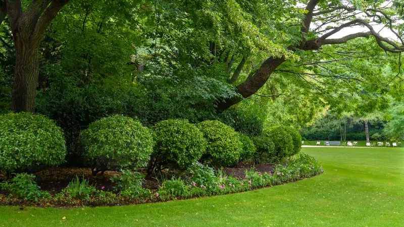 Rounded boxwood hedges beside a freshly cut lawn