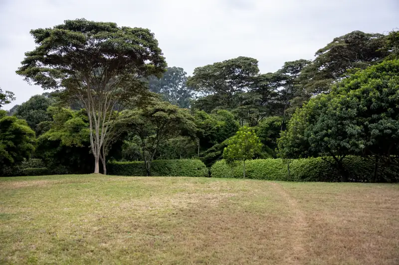 A wide lawn edged with mature trees and shrubs