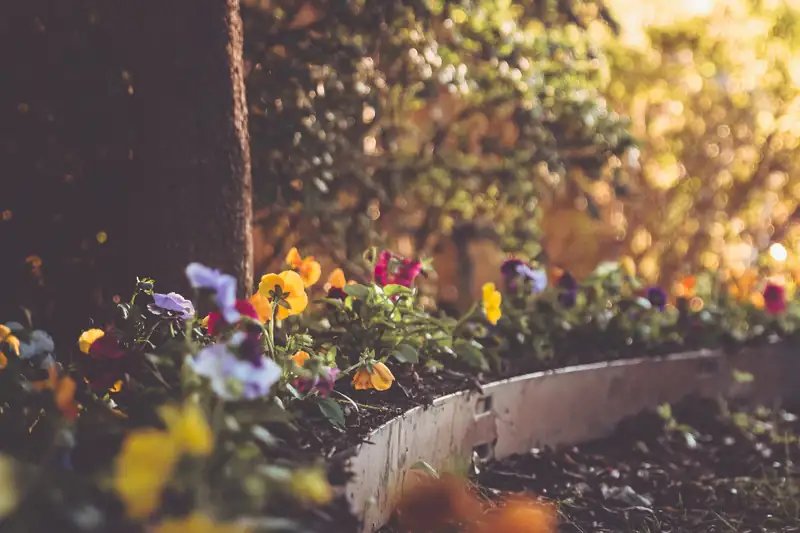 A curved garden bed planted with pansies
